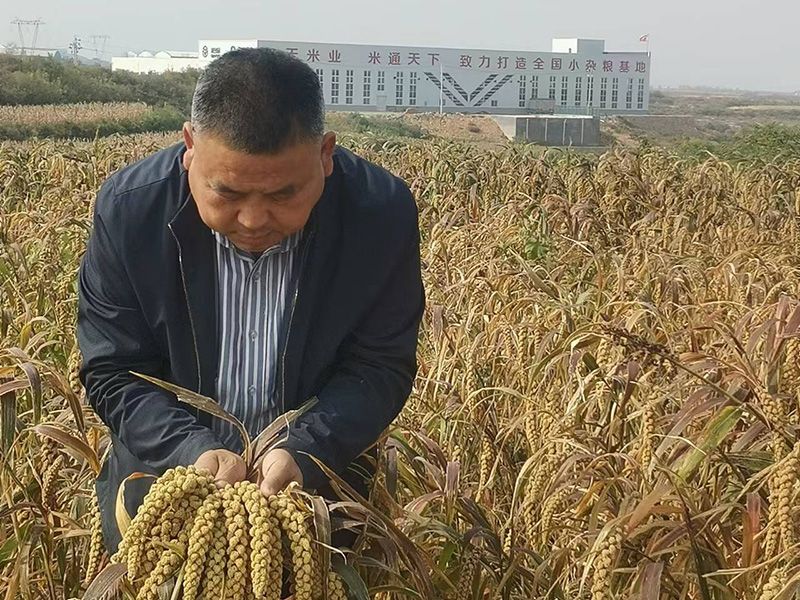 從“不愁種”到“不愁賣” 安陽小米“抻”長產業(yè)鏈